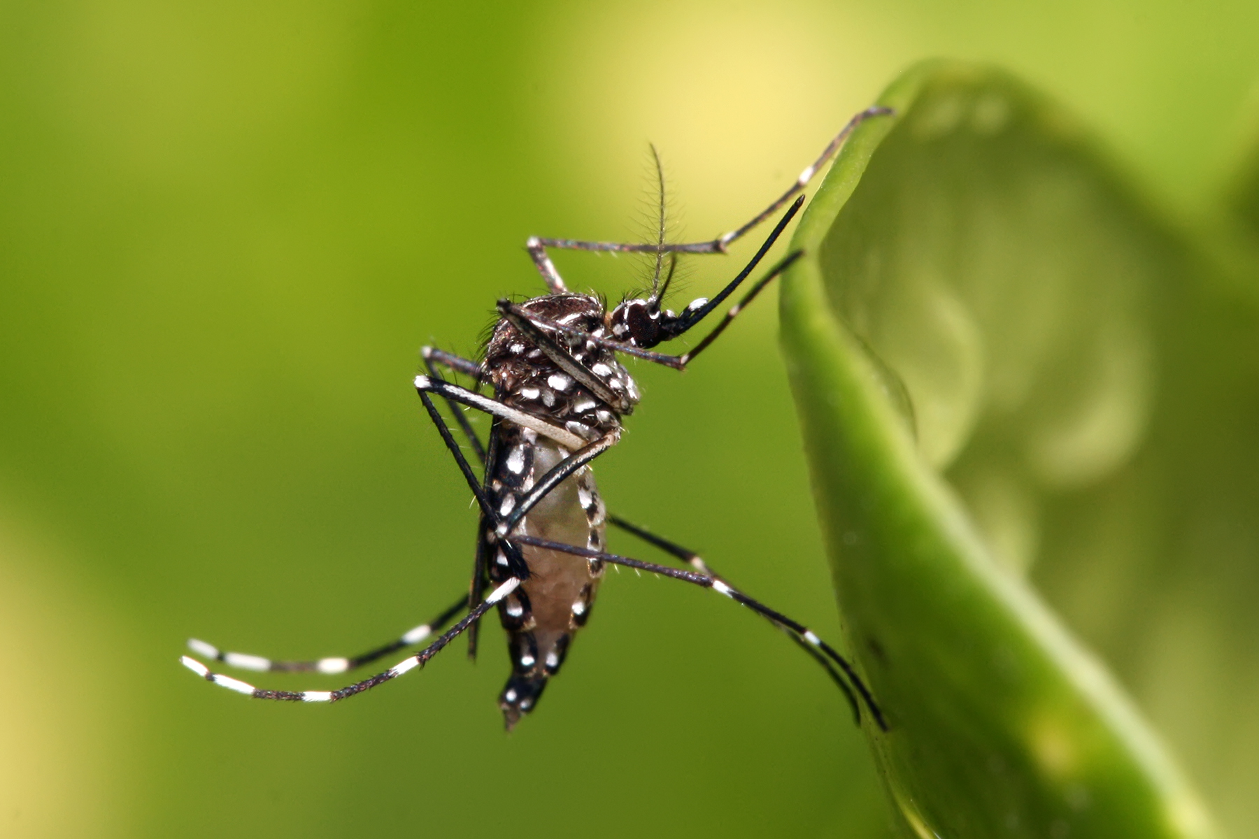 Mosquito tech that actually works in your backyard 1 Aedes aegypti in Dar es Salaam, Tanzania