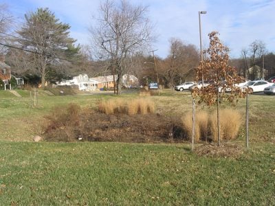 View of a bioretention cell, also called a rain garden