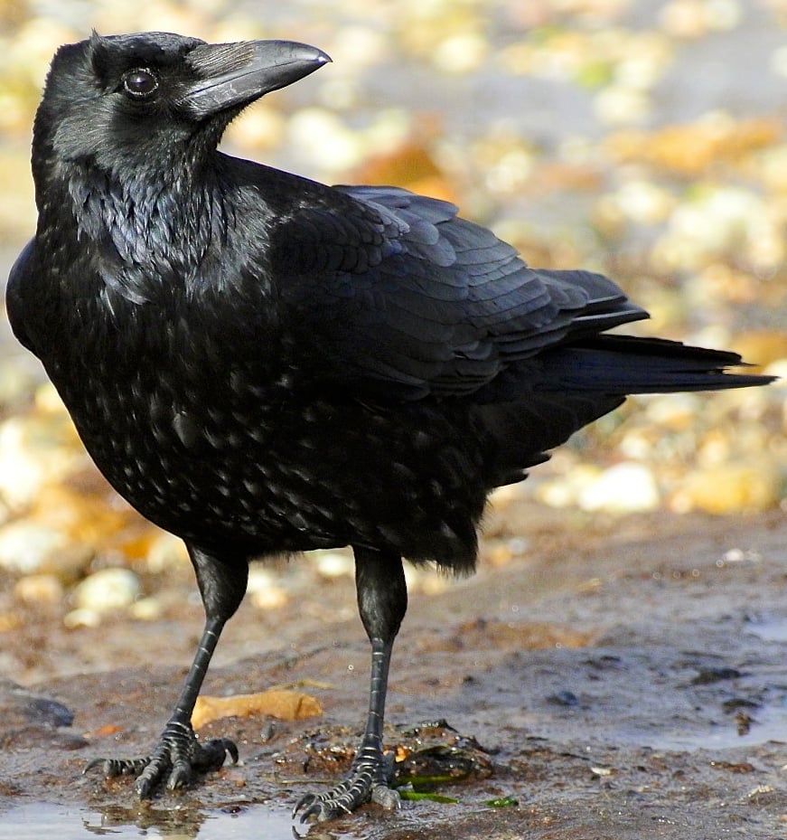 A Carrion Crow scavenging on the beach