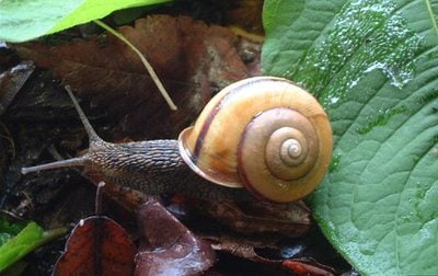Japanese snails reveal the myosin gene behind their mirror-image shells 9 Euhadra quaesita snail from Sendai