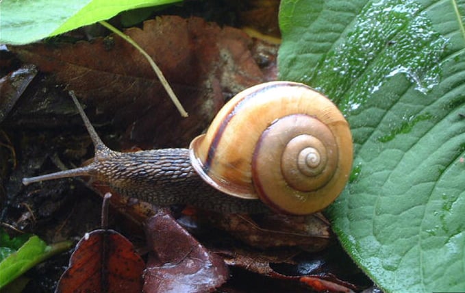 Japanese snails reveal the myosin gene behind their mirror-image shells 1 Euhadra quaesita snail from Sendai