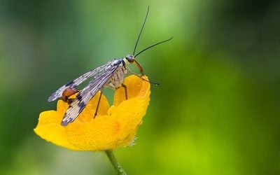 Scorpion Fly (Panorpa communis) Panorpa is a genus of scorpionflies that is widely dispersed in the Northern hemisphere.