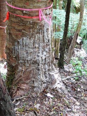 Bleeding resin (“kauri gum”) associated with collar-rot of lower trunk. The advancing lesion will spread laterally, eventually girdling the tree.