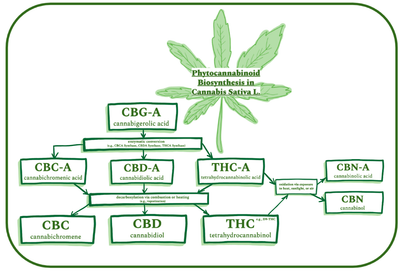 This diagram represents the biosynthetic and metabolic pathways by which phytocannabinoids (e.g., CBD, THC, CBN) are created in the cannabis plant. Starting with CBG-A, the acidic forms of certain phytocannabinoids are generated via enzymatic conversion. From there, decarboxylation (i.e., combustion or heat) yields the most well-known metabolites present in the cannabis plant. CBN is unique in that it does not arise from a pre-existing acidic form, but rather is generated through the oxidation of THC.