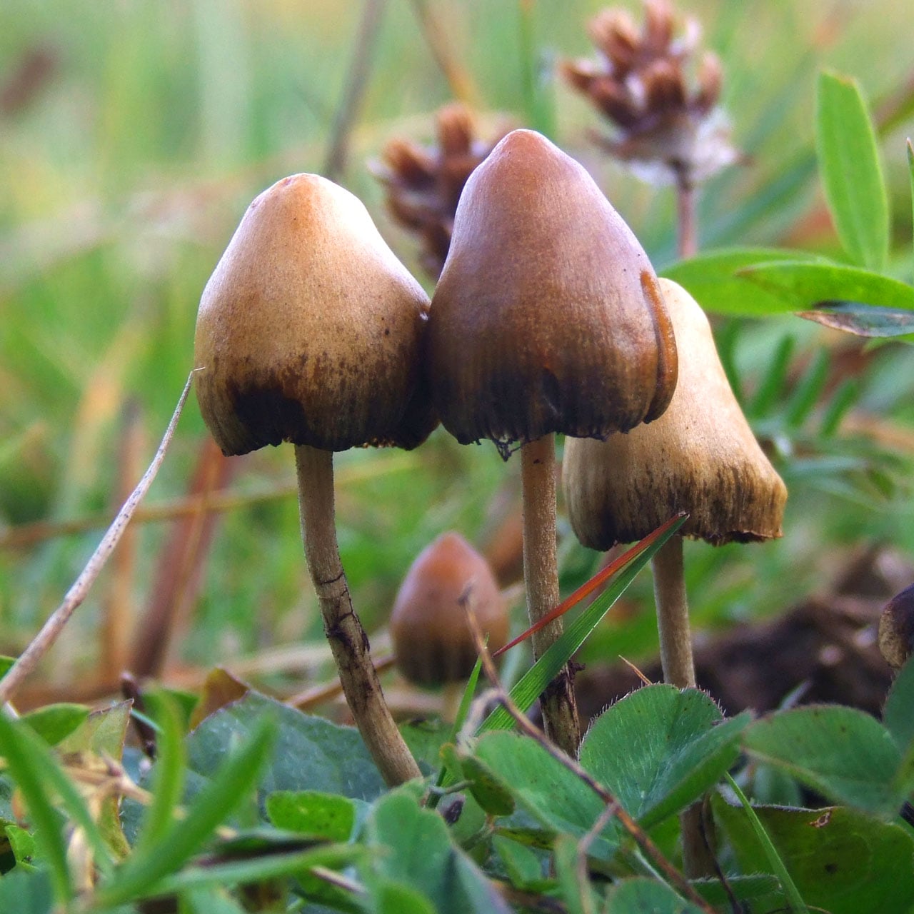 Lanmaoa asiatica makes people see tiny humans—and scientists want answers 1 Fruit bodies of the hallucinogenic mushroom Psilocybe semilanceata (Fr.) Kumm. Specimens photographed in Sweden.