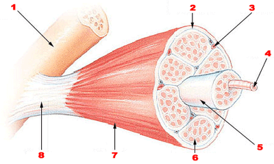 Muscle growth is shaped by mechanical stress, new mpzpm study finds 6 Skeletal muscle tissue