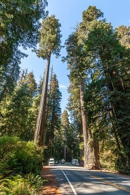 California redwoods are losing their cool as heat slows photosynthesis 6 The Simpson-Reed Grove of Coast redwoods (Sequoia sempervirens). U.S. Route 199 in California, the Redwood Highway, at Jedediah Smith State Park near Crescent City, California.