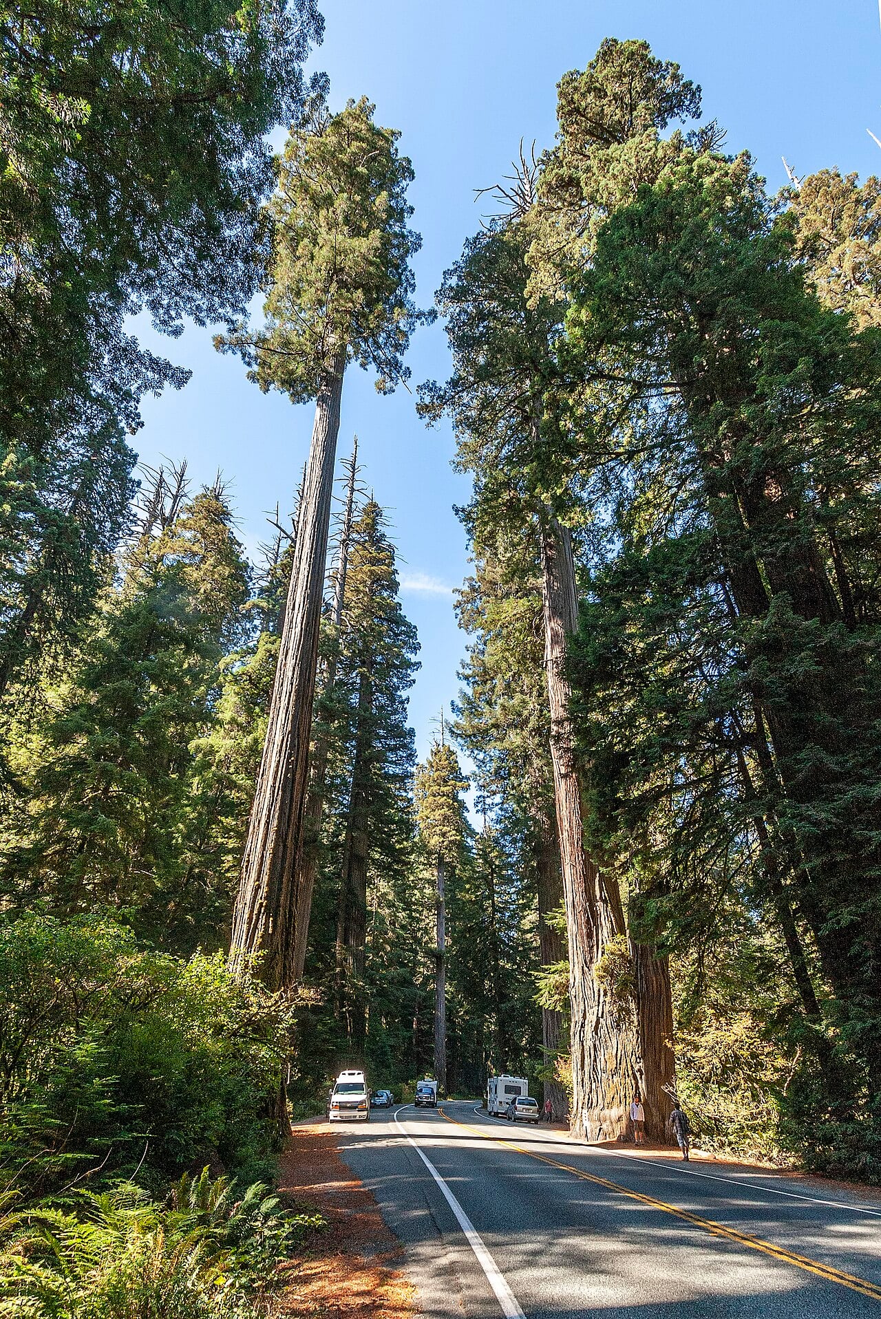 California redwoods are losing their cool as heat slows photosynthesis 1 The Simpson-Reed Grove of Coast redwoods (Sequoia sempervirens). U.S. Route 199 in California, the Redwood Highway, at Jedediah Smith State Park near Crescent City, California.