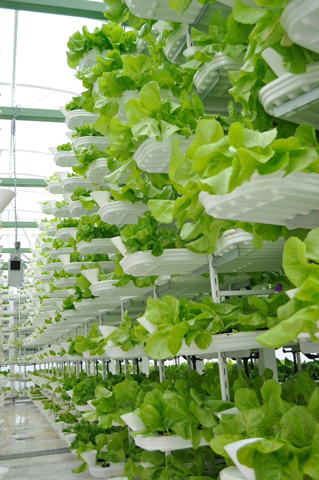 Canada's $750m vertical farming bet faces a harsh sustainability check 1 Lettuce plants being grown in a vertically-stacked hydroponic system